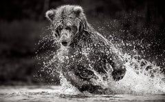 Brown Bear About To Dive Into The Creek