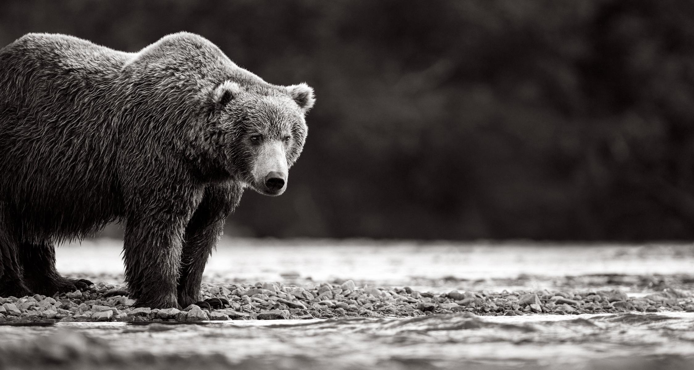 Drew Doggett Black and White Photograph – Brauner Bär am Rande des Wassers