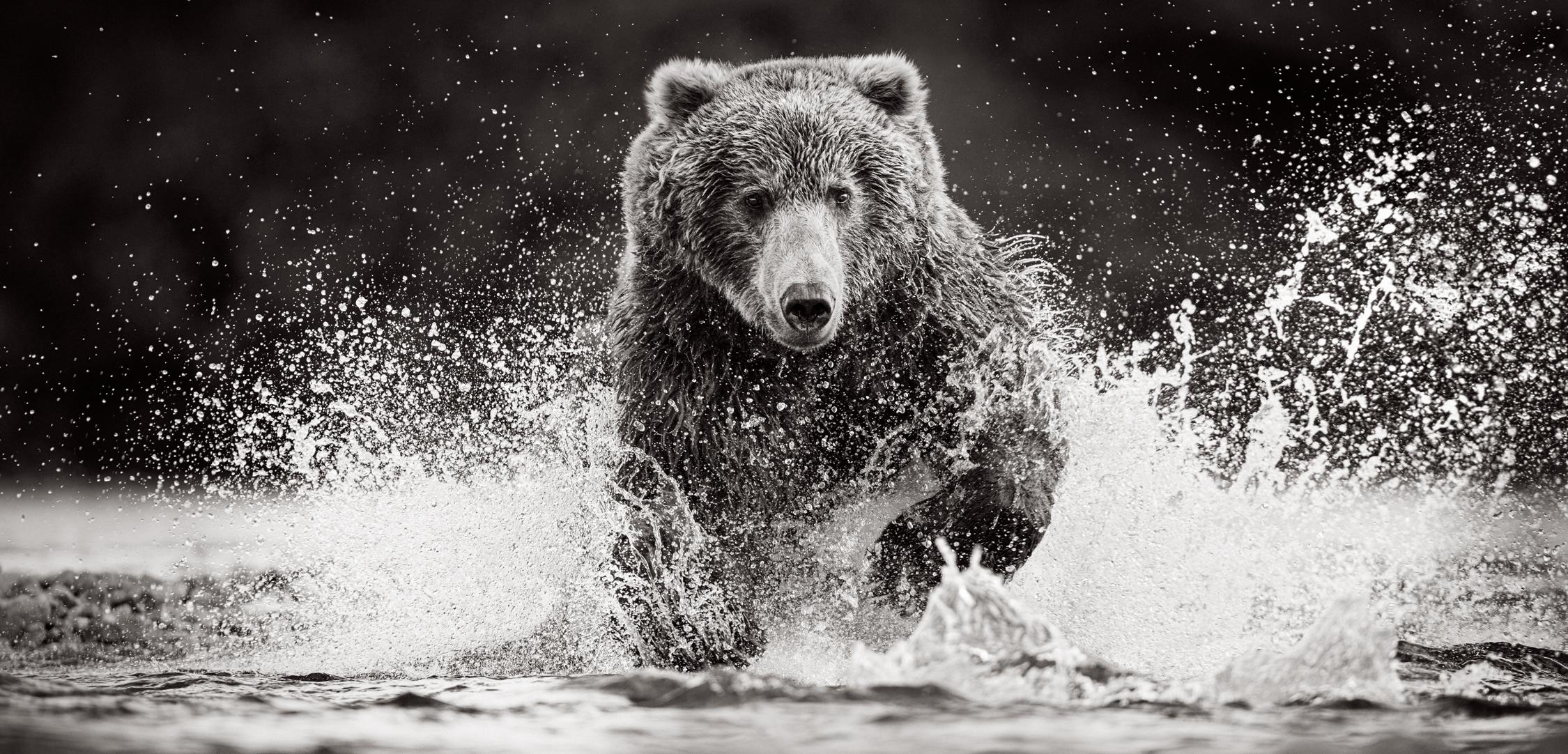 Drew Doggett Black and White Photograph - Brown Bear Charges Through Water