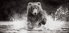 Brown Bear Charges Through Water