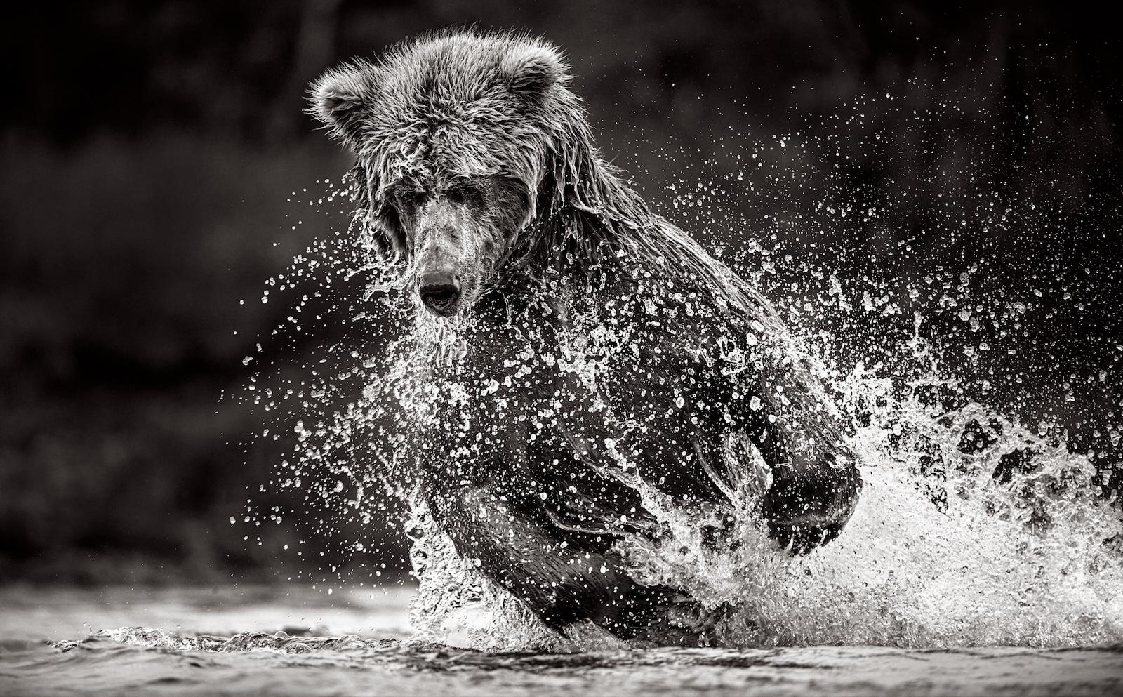 Orso bruno che si tuffa alla ricerca di un pesce nel torrente durante l'annuale corsa dei salmoni - Photograph di Drew Doggett