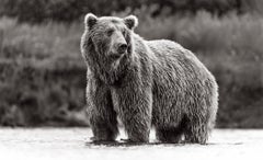 Brown Bear in Alaska Standing In Creek Blick aus in die Ferne