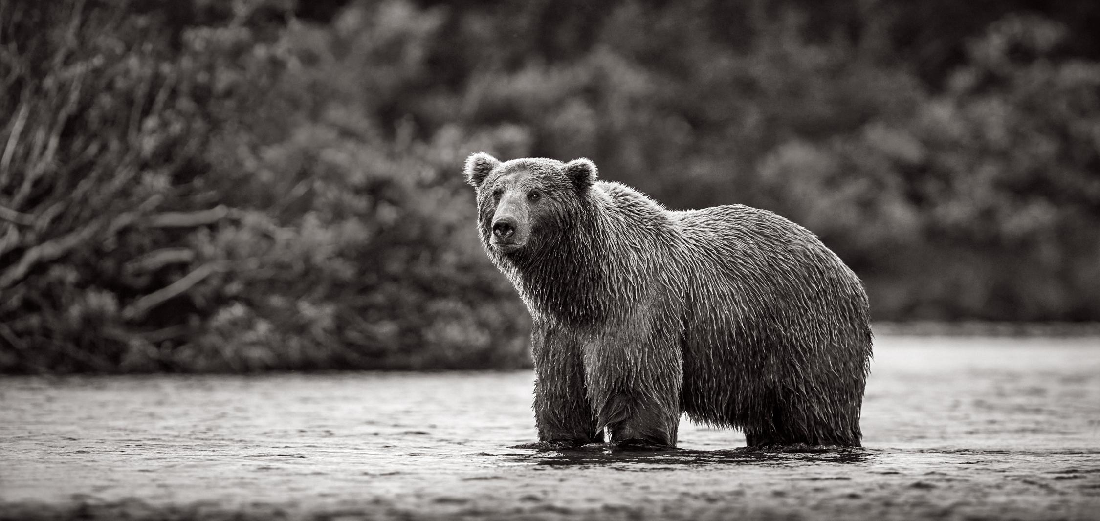 Drew Doggett Black and White Photograph – Brown Bear In Alaska Waits In The Middle Of Creek For Salmon