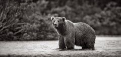 Brown Bear In Alaska Waits In The Middle Of Creek For Salmon