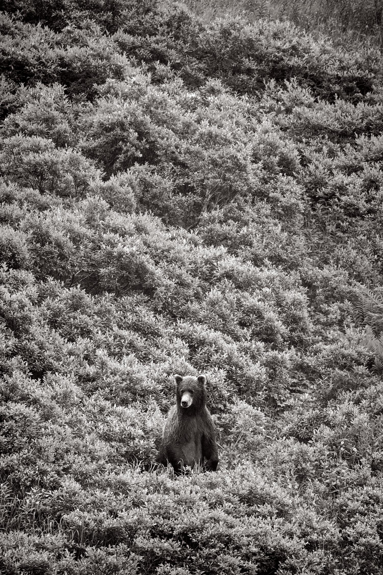 Drew Doggett Black and White Photograph – Brown Bear In The Middle Of Dense Foliage