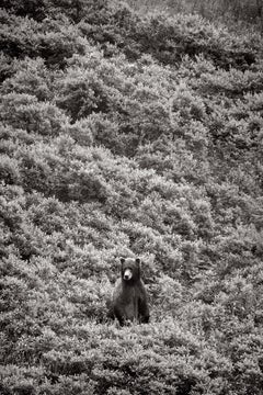 Brown Bear In The Middle Of Dense Foliage