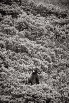 Ours brun au milieu d'un feuillage dense