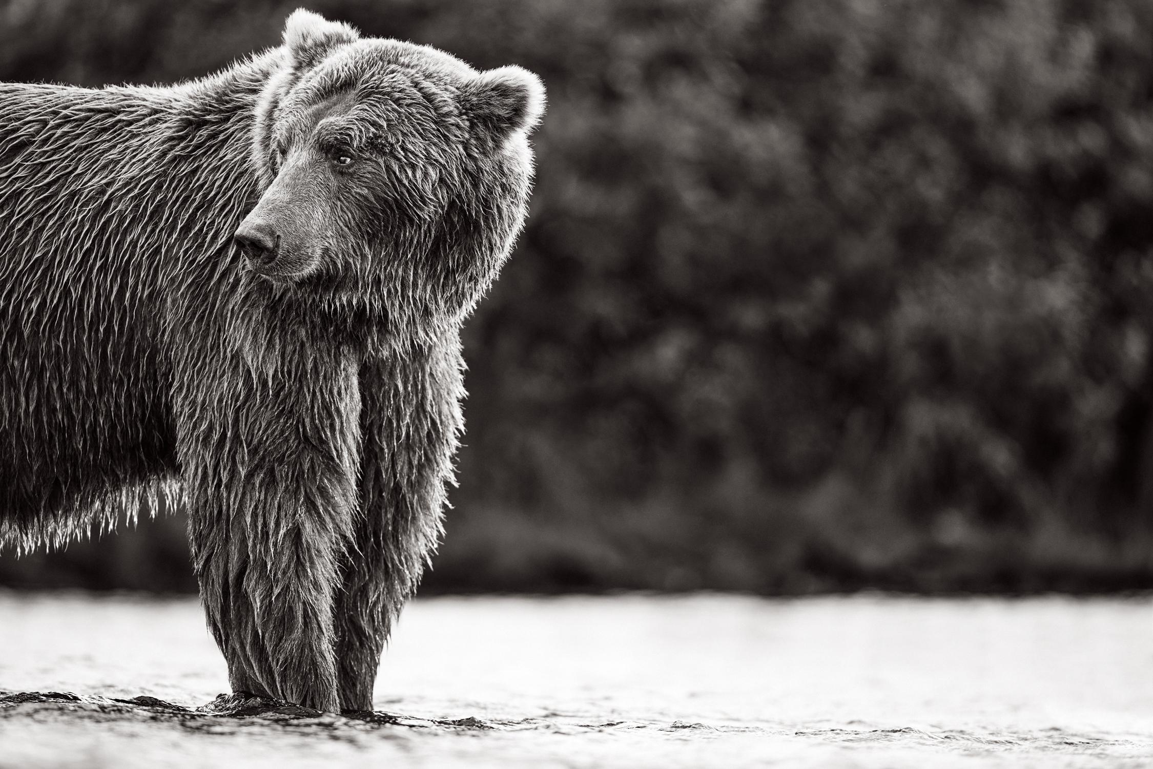 Drew Doggett Black and White Photograph – Brauner Bär schaut im Profil über die Schulter