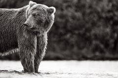 Brauner Bär schaut im Profil über die Schulter