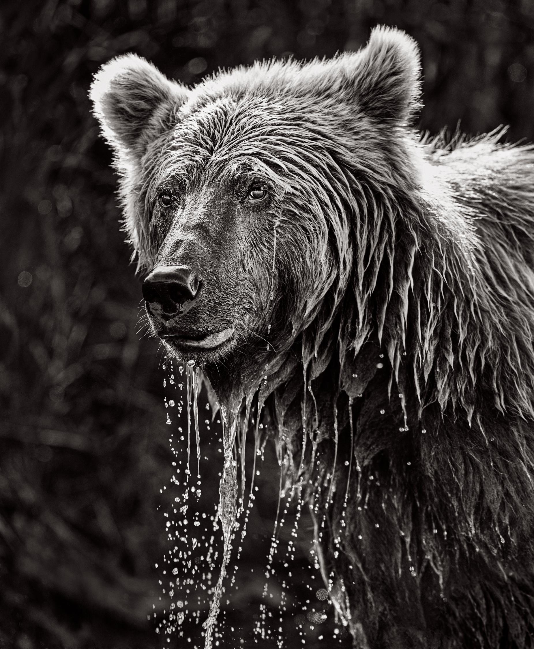 Drew Doggett Black and White Photograph – Brown Bear fotografiert den Moment An He Came Up For Air