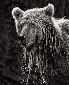 Brown Bear Photographed The Moment He Came Up For Air