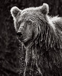 Un ours brun photographié au moment où il est monté à l'assaut de l'air.