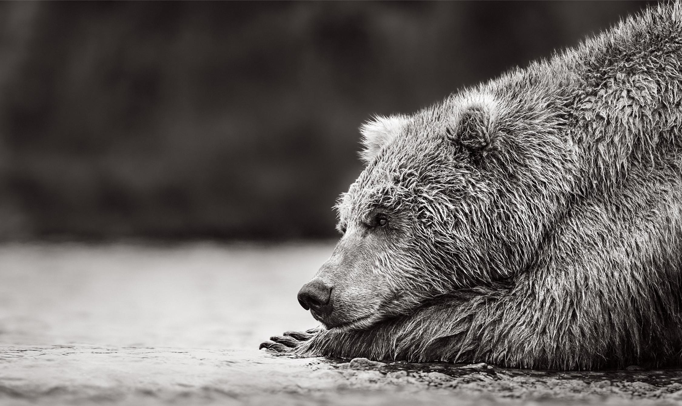 Black and White Photograph Drew Doggett - L'ours brun se repose sur ses pattes avant