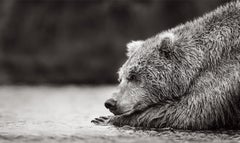 L'ours brun se repose sur ses pattes avant