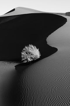 Bush Encased by Sand Dunes in Namibia, Africa, Minimalist, Vertical