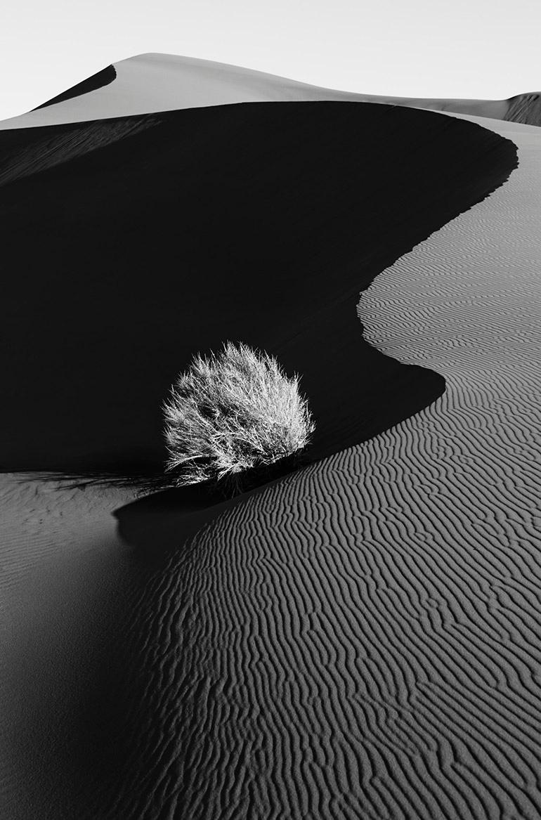 Black and White Photograph de Drew Doggett - Arbustos rodeados de dunas de arena en Namibia, África, Minimalista, Vertical