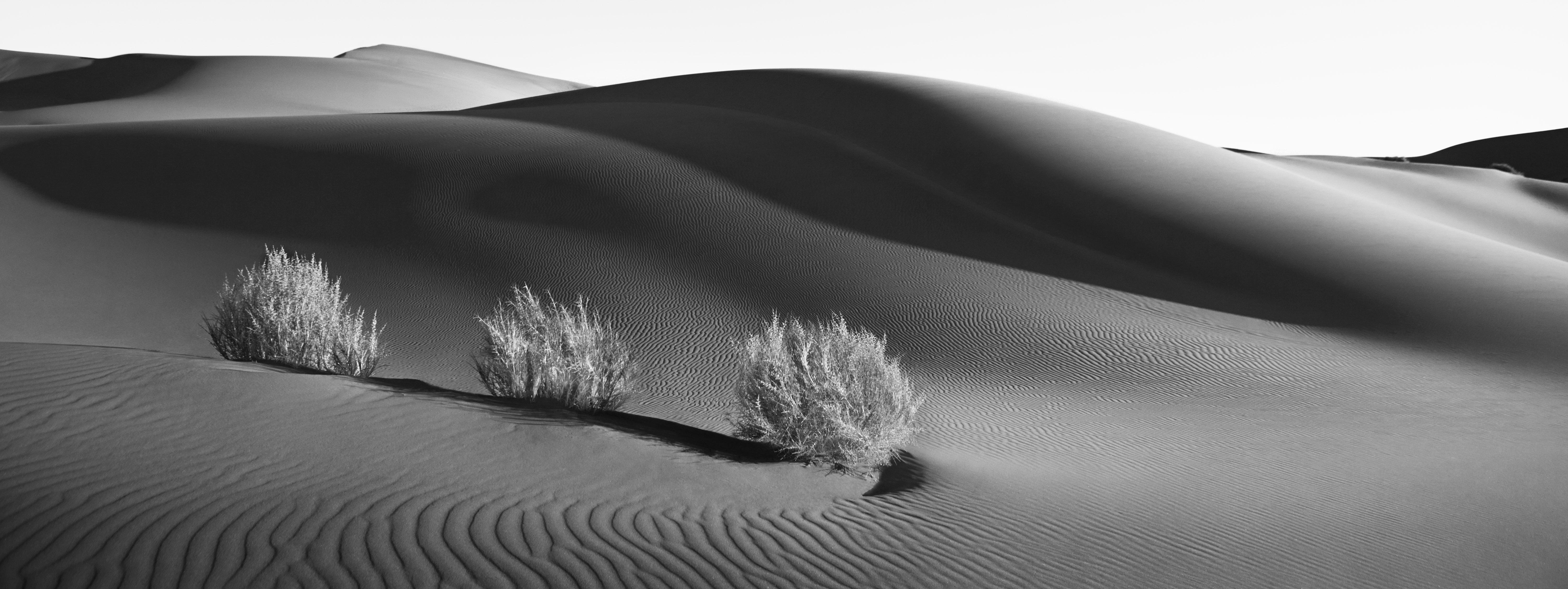 Black and White Photograph di Drew Doggett - Cespugli avvolti dalle forme tonali astratte e sensuali delle dune di sabbia