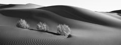 Cespugli avvolti dalle forme tonali astratte e sensuali delle dune di sabbia