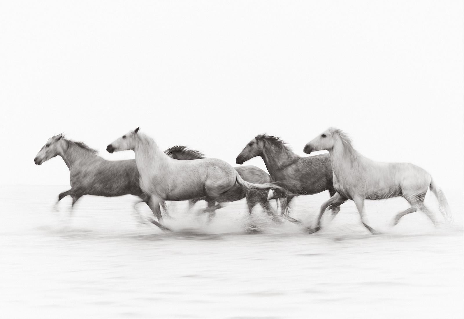 Black and White Photograph di Drew Doggett - Cavalli della Camargue che corrono nella loro terra selvaggia nel sud della Francia