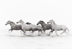 Camargue horses running across their wild homeland in the South of France