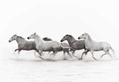 Caballos de la Camarga corriendo por su tierra salvaje en el sur de Francia