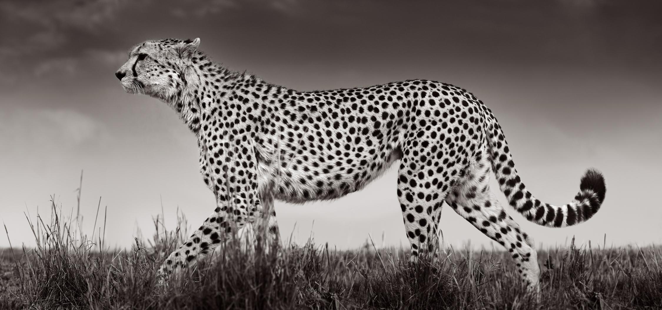 Drew Doggett Black and White Photograph - Cheetah in Profile Walking Across the Grass in Kenya, Black & White
