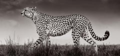 Cheetah in Profile Walking Across the Grass au Kenya, noir et blanc