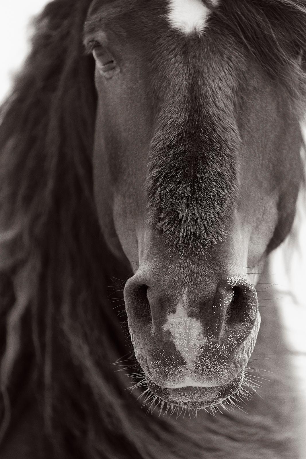Primer plano de un caballo salvaje y libre en la isla de Sable con una estrella en la frente - Photograph de Drew Doggett