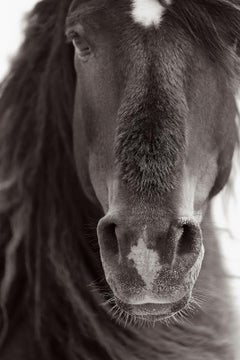 Close up eines wilden und freien Pferdes auf Sable Island mit einem Stern auf seinem Sable-Fuß