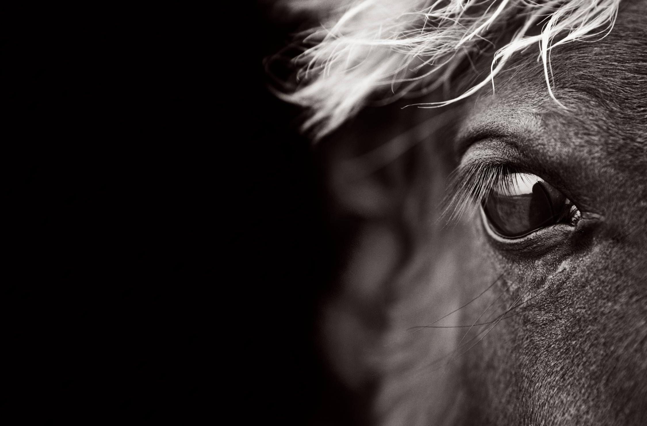 Drew Doggett Black and White Photograph - Close-Up Profile Portrait of a Sable Island Horse, Iconic, Meditative