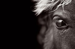Close-Up Profile Portrait of a Sable Island Horse, Iconic, Meditative