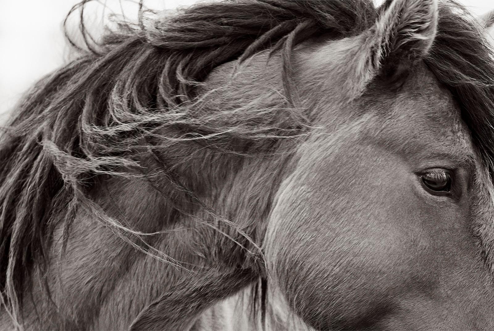 Nahaufnahme des Porträts eines Wildpferdes auf Sable Island – Photograph von Drew Doggett