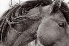 Close up profile portrait of a wild horse on Sable Island