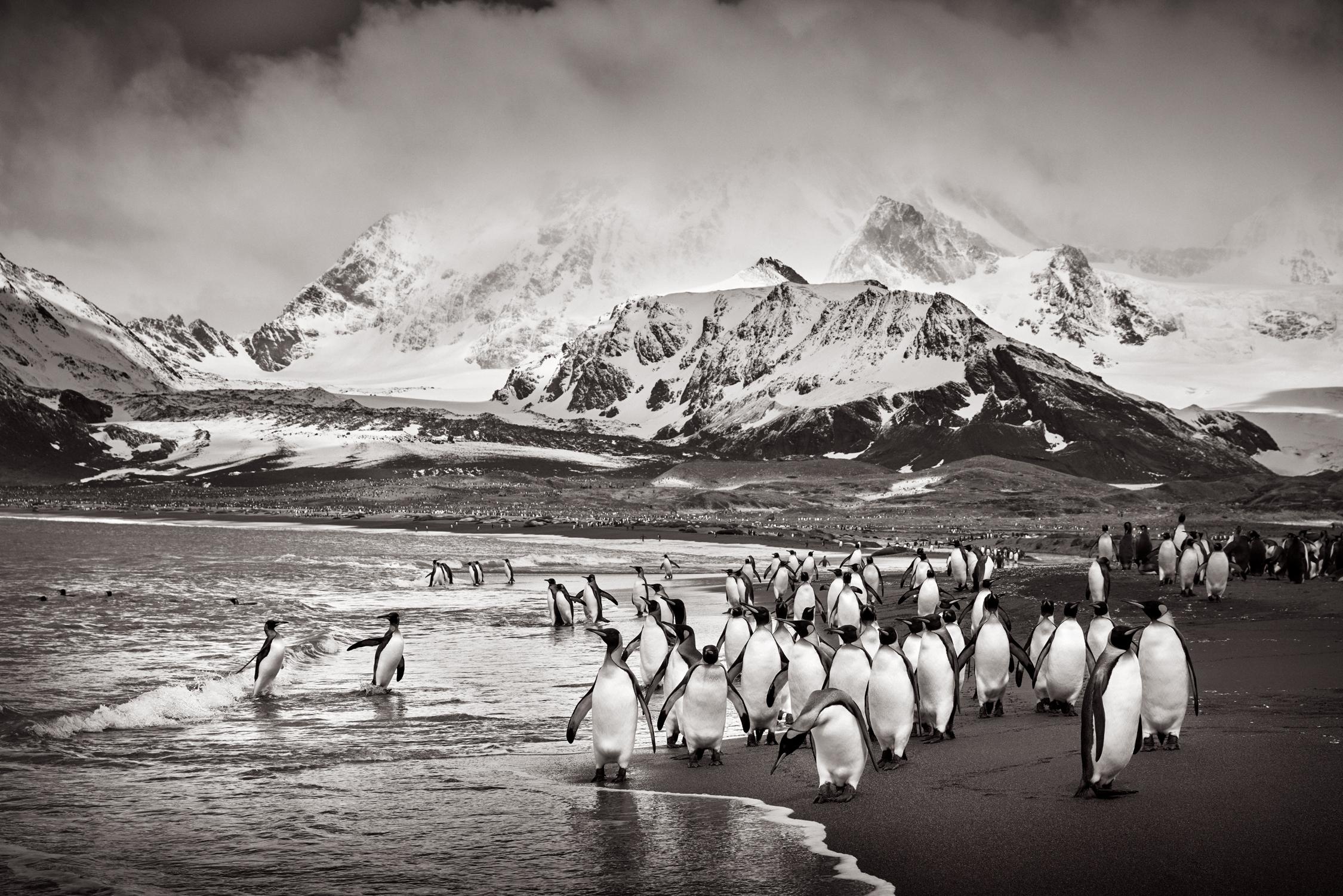 Colony of king penguins on the shore in this incredible black and white photo - Photograph by Drew Doggett