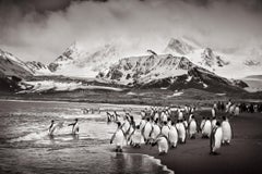 Colony of king penguins on the shore in this incredible black and white photo