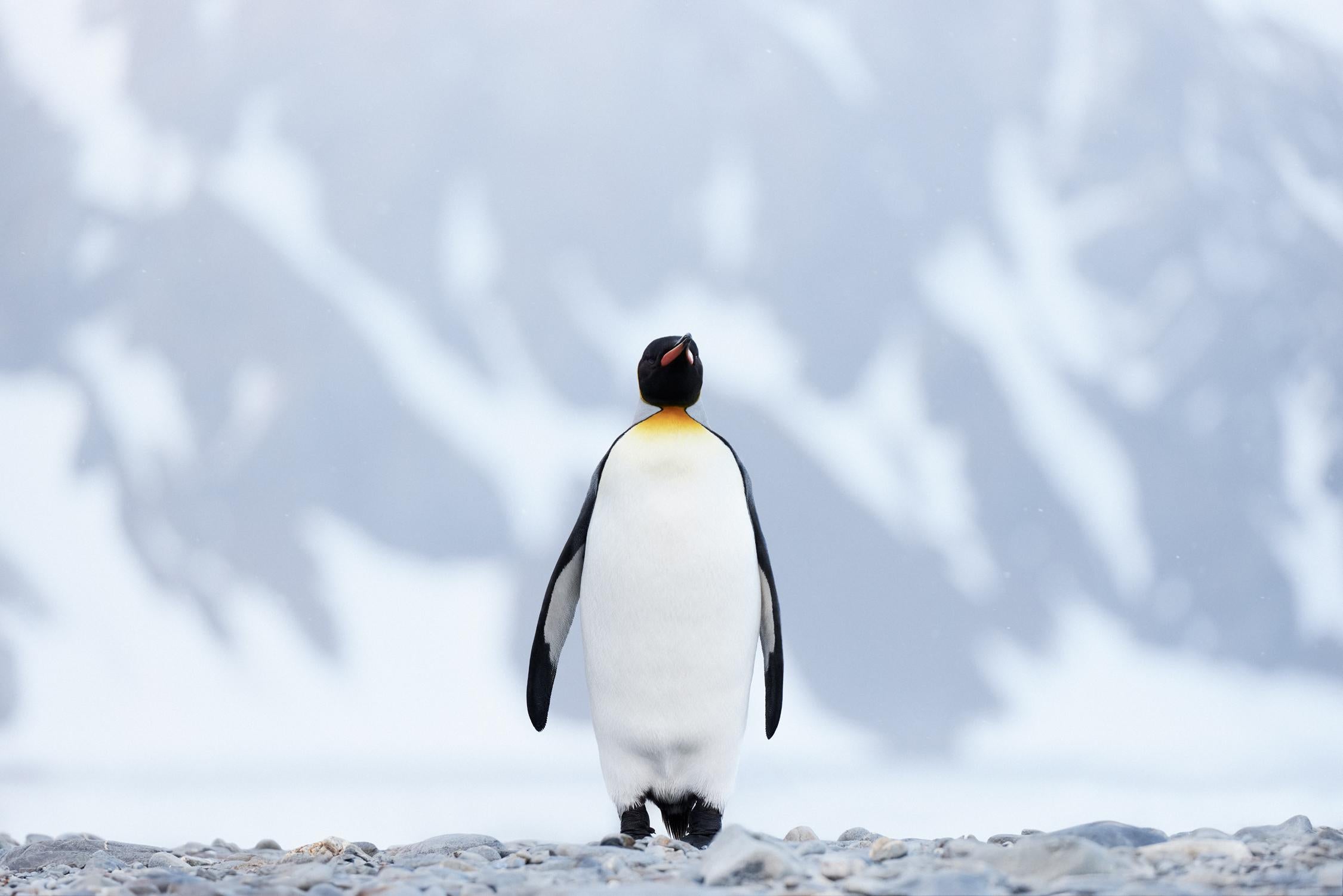 Color image of a king penguin walking towards the camera against mountains - Photograph by Drew Doggett