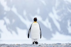 Color image of a king penguin walking towards the camera against mountains