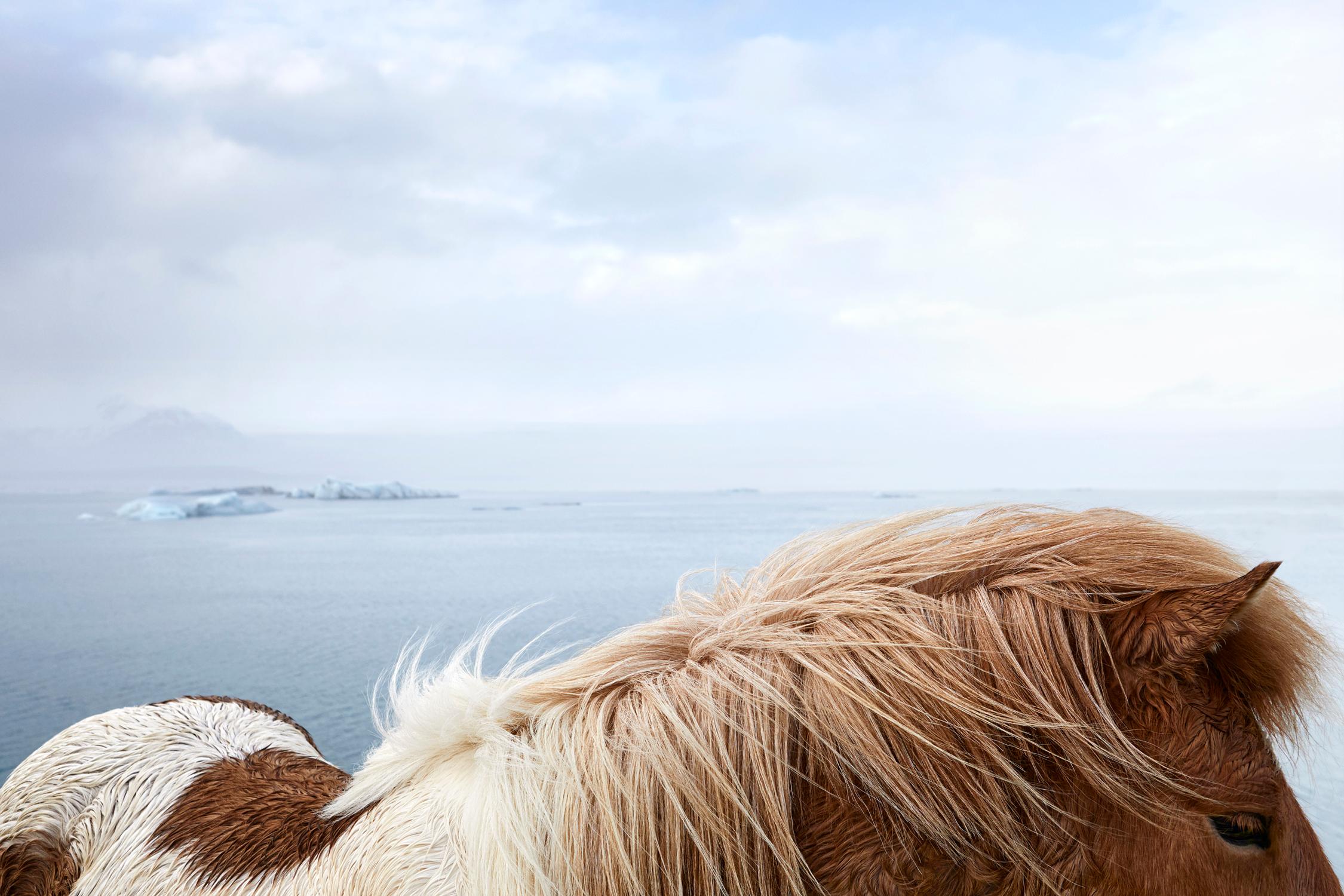 Drew Doggett Color Photograph - Colorful Icelandic horse against the surreal backdrop of glacial water and ice