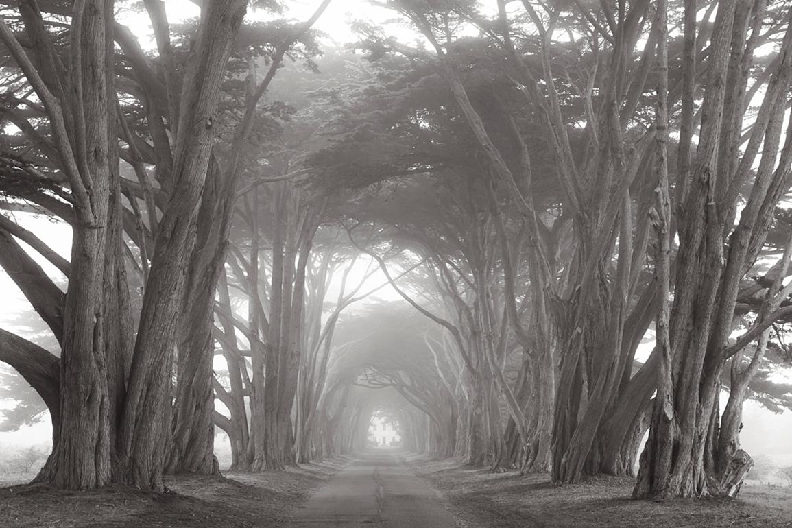 Drew Doggett Landscape Photograph - Cypress Tree Tunnel, Black and White Photography, Timeless, Americana