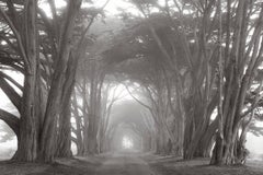 Cypress Tree Tunnel, Black and White Photography, Timeless, Americana