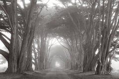 Tunnel d'arbre de cyprès, photographie en noir et blanc, intemporelle, Americana