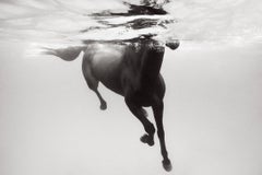 Dark Horse Swimming in Clear Water, Design & Fashion-Inspired, Equestrian