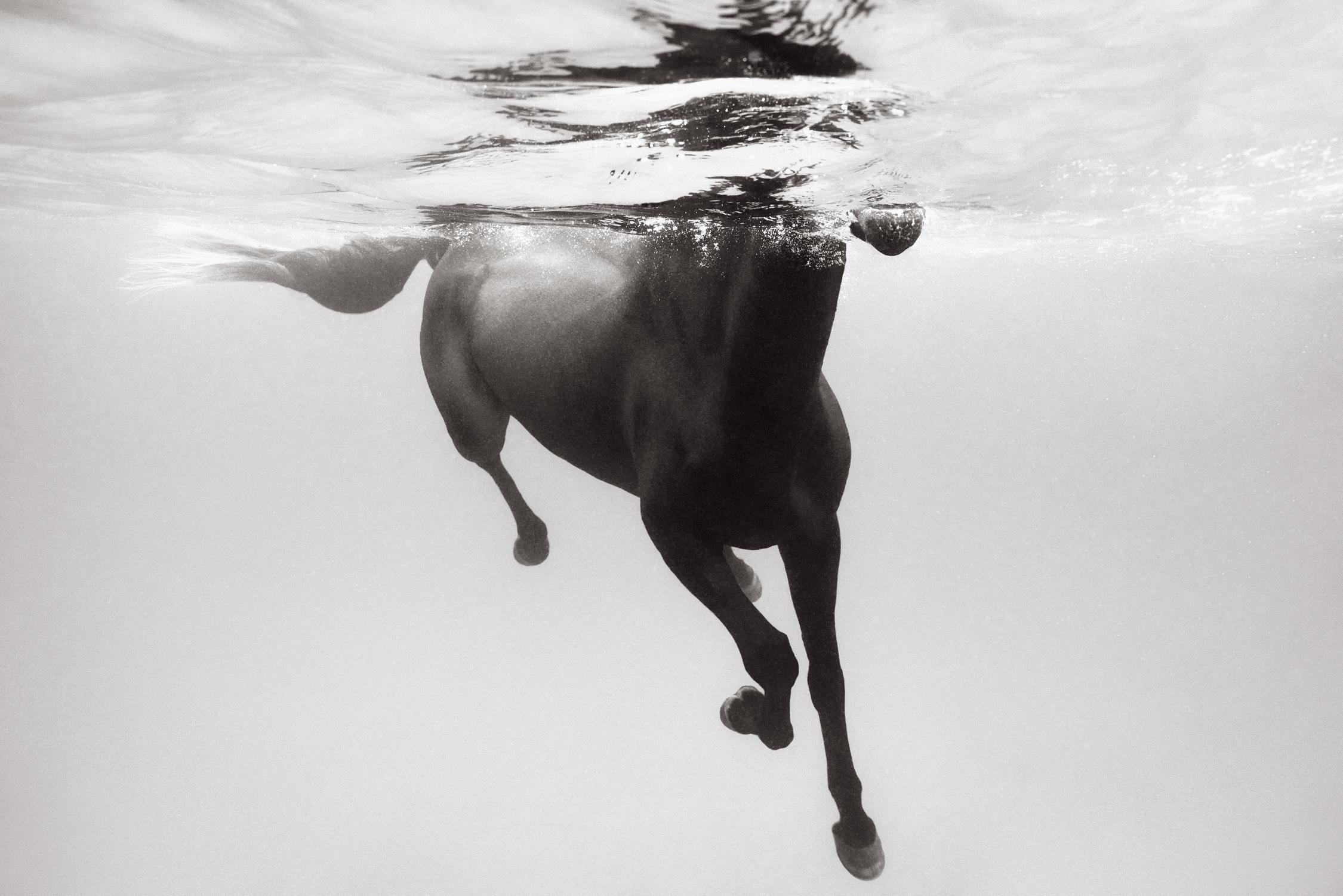 Drew Doggett Black and White Photograph – Dunkles Pferd schwimmt mit klarem Wasser, Design und Mode inspiriert, Reiter