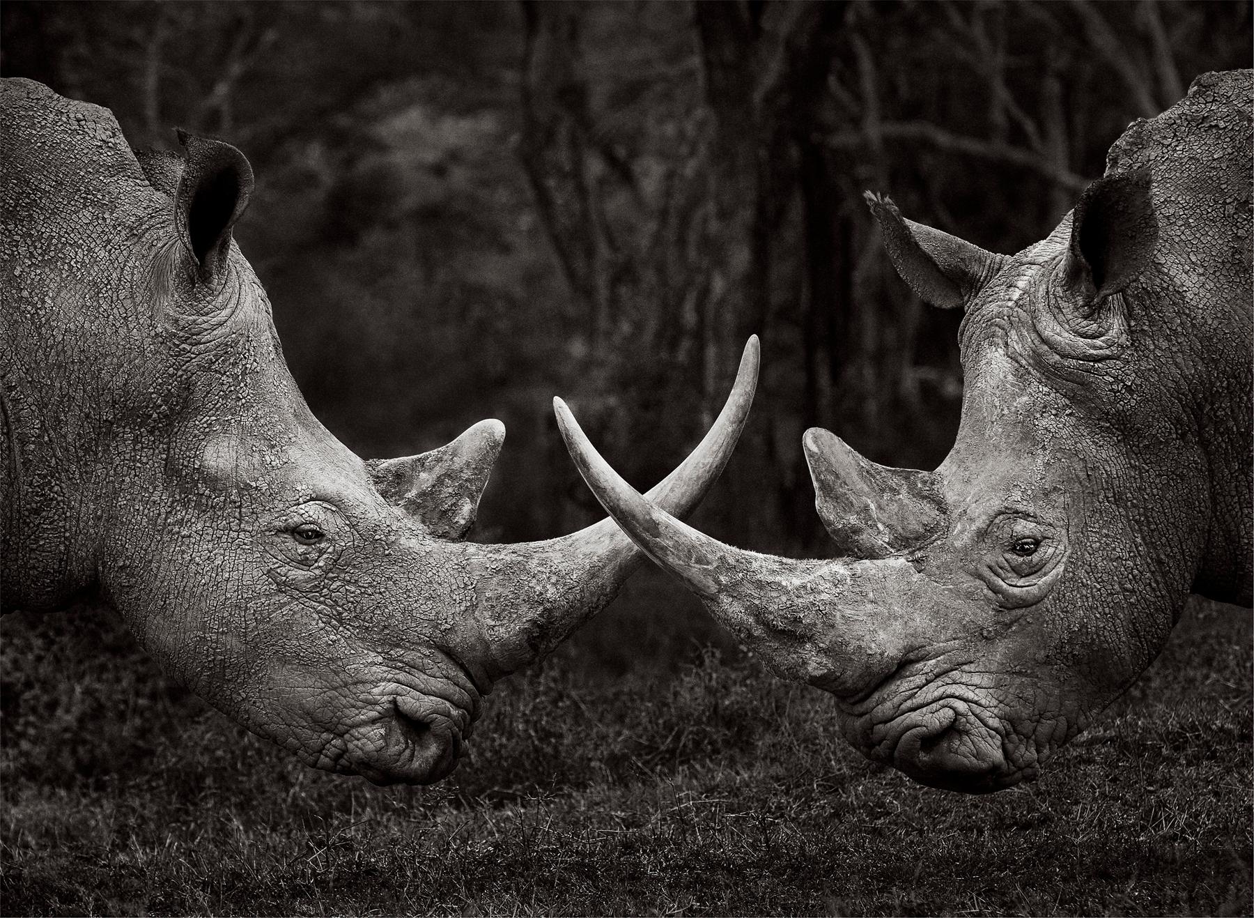 Drew Doggett Black and White Photograph - Design-inspired, incredible portrait of two rhinos with horns crossed at center 