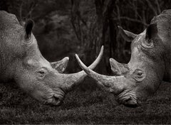 Design-inspired, incredible portrait of two rhinos with horns crossed at center 