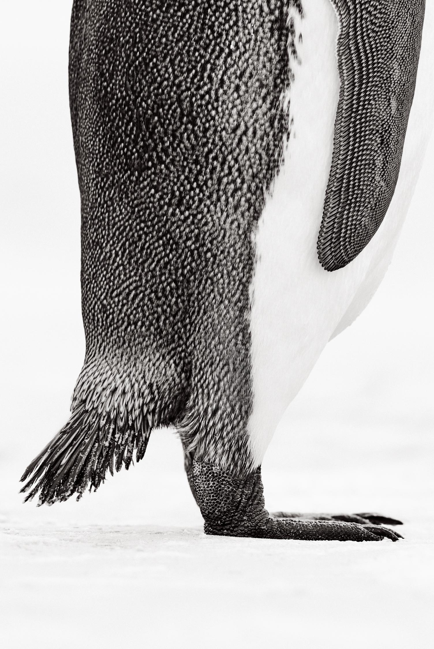Detailed black and white photograph of a king penguin's bottom half