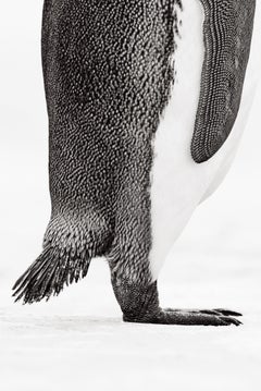 Detailed black and white photograph of a king penguin's bottom half