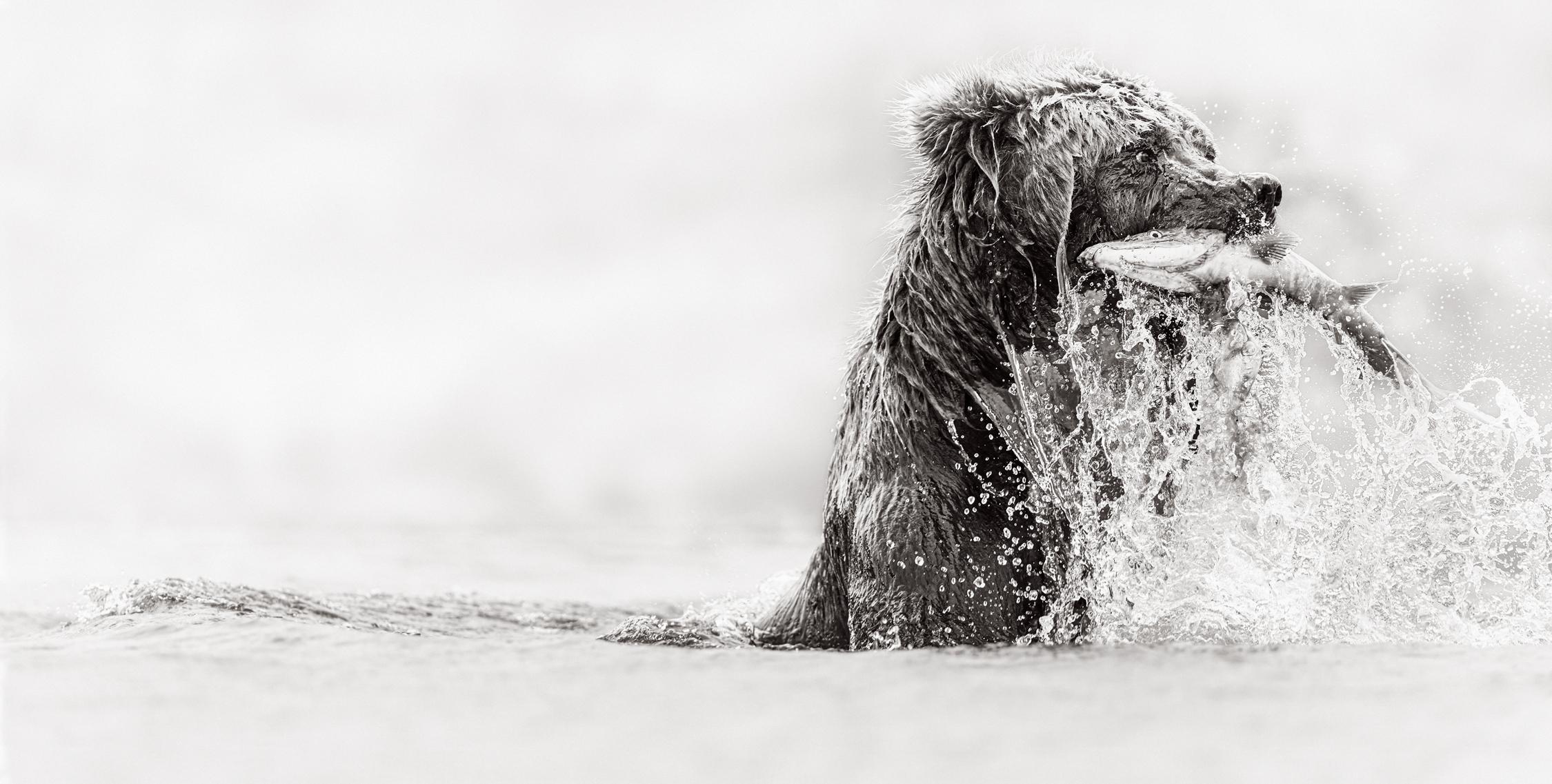 Portrait détaillé en noir et blanc d'un ours brun faisant surface dans le ruisseau. - Photograph de Drew Doggett