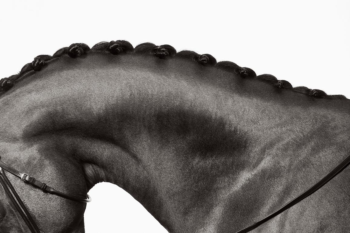 Black and White Photograph di Drew Doggett - Ritratto dettagliato e ispirato alla moda del profilo di un cavallo d'élite