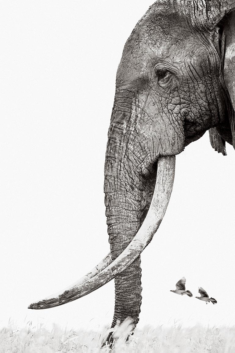 Drew Doggett Black and White Photograph - Detailed, Iconic Profile Portrait of a Large Tusked Elephant